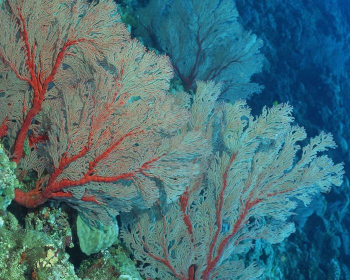 Красивые свойства, коралловой воды